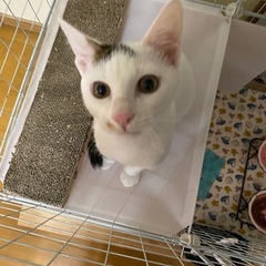 4ヶ月男の子　元気いっぱい人馴れ抜群‼︎