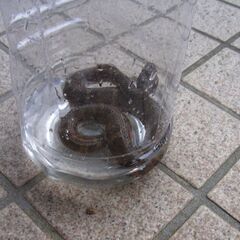 赤マムシの画像