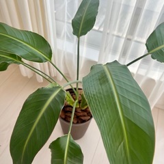 観葉植物 ストレリチア オーガスタ 鉢植え 2株 インテリアグリーンの画像