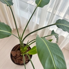 観葉植物 ストレリチア オーガスタ 鉢植え 2株 インテリアグリーンの画像