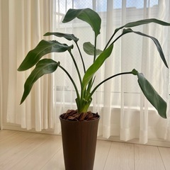 観葉植物 ストレリチア オーガスタ 鉢植え 2株 インテリアグリーンの画像