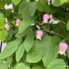 這沢 クレマチス オベリスク 竹間園芸の画像