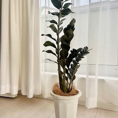 ザミオクルカス ザミーフォリア 観葉植物 鉢植え インテリア の画像