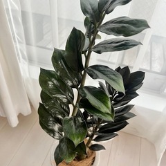 ザミオクルカス ザミーフォリア 観葉植物 鉢植え インテリア の画像