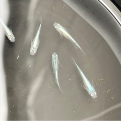 【幹之めだか】若魚　5匹の画像