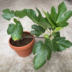 鉢植えイチジクの画像