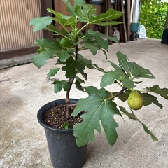 鉢植えイチジクの画像