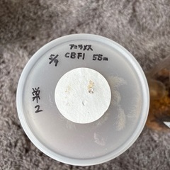 オオクワガタペア、虹色ペア、メス単の画像