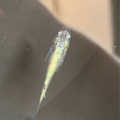 🌸ネプチューン若魚3匹セット🌸の画像