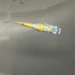 🌸ネプチューン若魚3匹セット🌸の画像