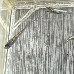 🌸ネプチューン若魚3匹セット🌸の画像