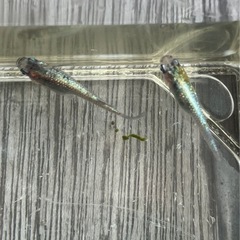 🌸ネプチューン若魚3匹セット🌸の画像