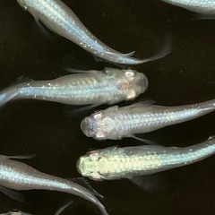【産卵中】メス多めマリアージュLFメダカ7匹の画像