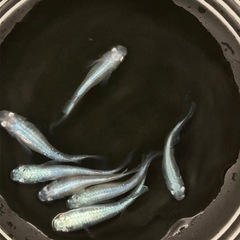 【産卵中】メス多めマリアージュLFメダカ7匹の画像