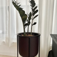 ザミオクルカス ザミーフォリア 観葉植物 鉢植え インテリア の画像
