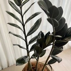 ザミオクルカス ザミーフォリア 観葉植物 鉢植え インテリア の画像