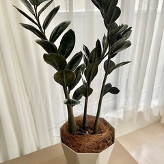ザミオクルカス ザミーフォリア 観葉植物 鉢植え インテリア の画像