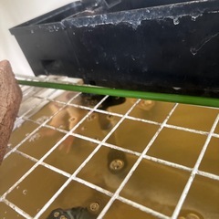 アルビノアフリカツメガエル　ペアの画像