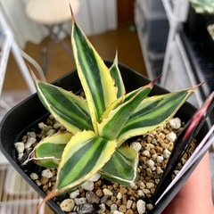 🟣写真更新🟣アガベ【五色万代】小株🍀の画像