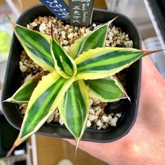 🟣写真更新🟣アガベ【五色万代】小株🍀の画像