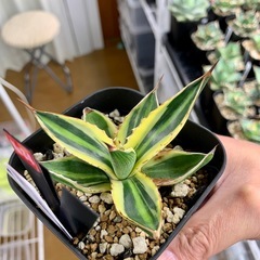 🟣写真更新🟣アガベ【五色万代】小株🍀の画像