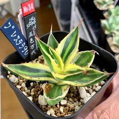 🟣写真更新🟣アガベ【五色万代】小株🍀の画像