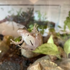 カエルの画像