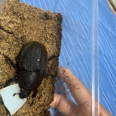  カブトムシ ヘラクレスヘラクレス メス 61mmの画像