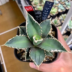 🟣写真更新🟣アガベ 【浪人】小中株🍀鋸歯期待の画像