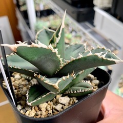 🟣写真更新🟣アガベ 【浪人】小中株🍀鋸歯期待の画像
