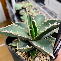 🟣写真更新🟣アガベ 【浪人】小中株🍀鋸歯期待の画像