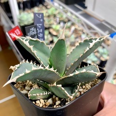 🟣写真更新🟣アガベ 【浪人】小中株🍀鋸歯期待の画像