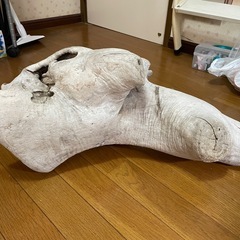 爬虫類　オブジェ　流木の画像