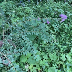 百日紅鉢植えの画像