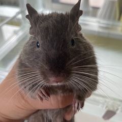 【受付停止中】デグー　チョコレート