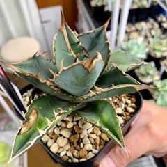 🟣写真更新🟣アガベ【オテロイ実生】中株🍀お手頃品の画像