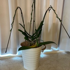 胡蝶蘭の画像