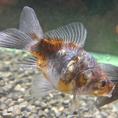 国産 ドラゴンスケール玉サバ キャリコ ２歳　７cmくらい タマサバ、玉さば、サバ尾、金魚 観賞魚の画像