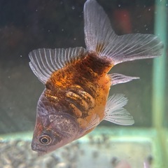 国産 ドラゴンスケール玉サバ キャリコ ２歳　７cmくらい タマサバ、玉さば、サバ尾、金魚 観賞魚の画像