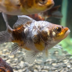 国産 ドラゴンスケール玉サバ キャリコ ２歳　７cmくらい タマサバ、玉さば、サバ尾、金魚 観賞魚の画像