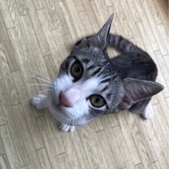 子猫　オス　推定5ヶ月