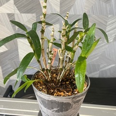 ⭐️お譲り先決定！❗️【観葉植物】✨お得✨育てて頂ける方に❗️洋ランデンドロビウム、エンジェルベイビーグリーン愛（アートストーン鉢付き）　 　の画像