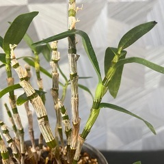 ⭐️お譲り先決定！❗️【観葉植物】✨お得✨育てて頂ける方に❗️洋ランデンドロビウム、エンジェルベイビーグリーン愛（アートストーン鉢付き）　 　の画像