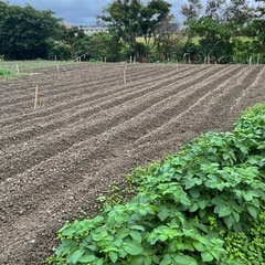 農園　自然栽培　野菜づくりの画像