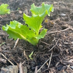 農園　自然栽培　野菜づくりの画像