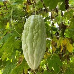 農園　自然栽培　野菜づくりの画像