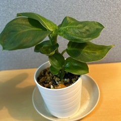 【観葉植物】ディフェンバキアの画像