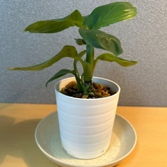 【観葉植物】ディフェンバキアの画像