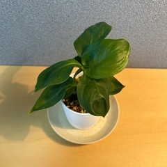 【観葉植物】ディフェンバキアの画像