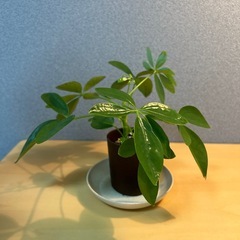 【観葉植物】シェフレラ（カポック）②の画像